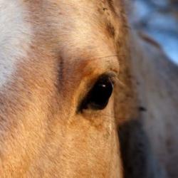 Concerned Horse - Stock Image - Everypixel